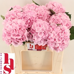 Hydrangea Verena 50cm 15-17cm Hd