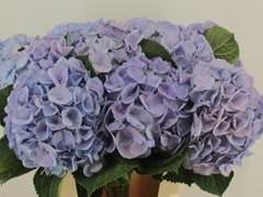 Hydrangea My Beautiful Heaven 60cm 16-18cm Hd