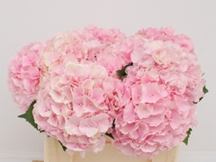 Hydrangea Verena 50cm 16-18cm Hd