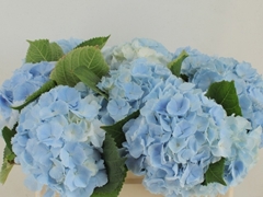 Hydrangea Verena Blue 50cm 16-18cm Hd