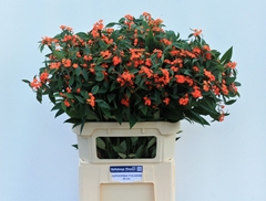 Euphorbia Fulgens Spray Queen Of Orange 80cm 10cm Hd