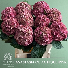 Hydrangea Royal Anastasia Classic 80cm 16-18cm Hd