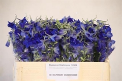 Delphinium Single Volkerfrieden 50cm