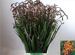 Crocosmia Emily Mckenzie 60cm
