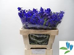 Delphinium Single Atlantis 50cm