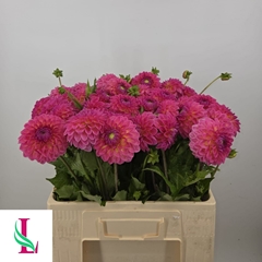 Dahlia Pink Suffusion 55cm