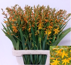 Crocosmia George Davison 70cm