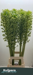 Eucomis Pole-Evansii Goliath 110cm