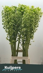 Eucomis Pole-Evansii Goliath 100cm