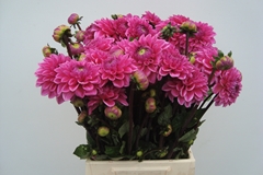 Dahlia Sandra 52cm