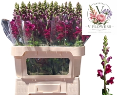 Antirrhinum Potomac Crimson 75cm