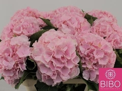 Hydrangea Verena 80cm 21-23cm Hd