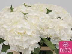 Hydrangea White Verena 80cm 21-23cm Hd