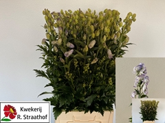 Aconitum Carmichaellii Cloudy 90cm