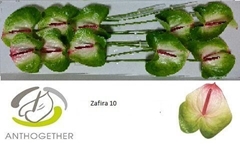 Anthurium Zafira 15cm Hd