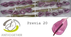 Anthurium Previa 9cm Hd