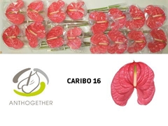 Anthurium Caribo 11cm Hd