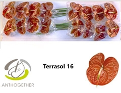 Anthurium Terrasol 11cm Hd