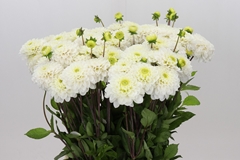 Dahlia Never Give Up 50cm