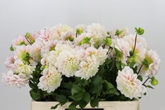 Dahlia Sweet Nathalie 55cm
