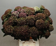 Hydrangea Mix 80cm 12-14cm Hd