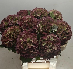 Hydrangea Royal Sunset Classic 70cm 19-21cm Hd
