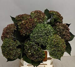 Hydrangea Green Revolution Classic 60cm 10-12cm Hd