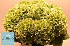 Hydrangea Verena Classic 60cm 18-20cm Hd