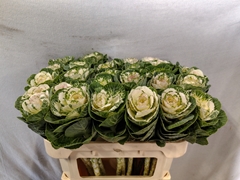 Brassica White Crane 70cm