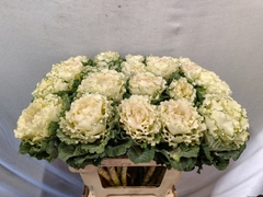 Brassica White Lady 60cm