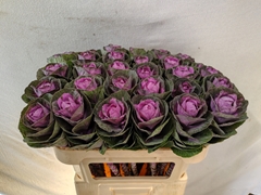 Brassica Empire Olga 70cm