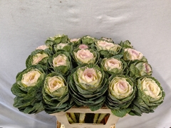 Brassica Condor White 60cm