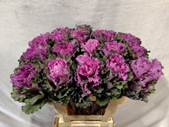 Brassica First Lady 60cm