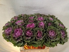 Brassica Empire Bogdana 70cm