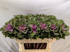 Brassica Empire Ksenia 70cm