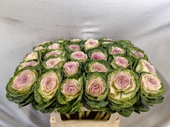 Brassica Crane Bicolour 70cm