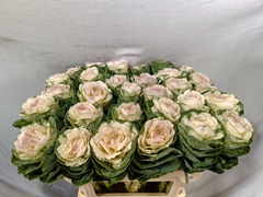 Brassica Round White 70cm