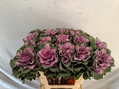 Brassica Empire Ksenia 60cm