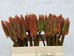 Kniphofia Alcazar 60cm