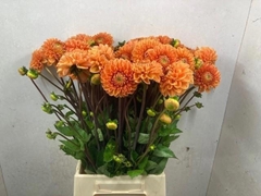 Dahlia Sylvia 50cm