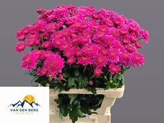 Chrysanth Spray Blenda Purper 60cm 40gr.