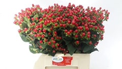 Hypericum Coco Fiesta 65cm