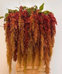 Amaranthus Caudatus Brown Spider 80cm