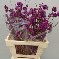 Callicarpa Bodinieri Profusion 60cm