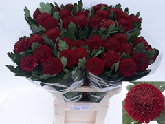 Chrysanth Single Kiev Dark 80cm 75gr.