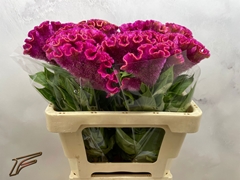 Celosia Bar Bora 56cm