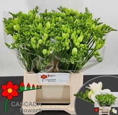 Freesia Double Essence 40cm 10gr.