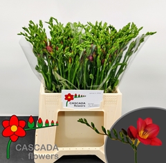 Freesia Single Longbeach Varalong 40cm 10gr.