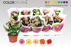 Kalanchoe Double Mix 10Ø 20cm