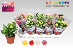 Kalanchoe Double Mix 12Ø 21cm